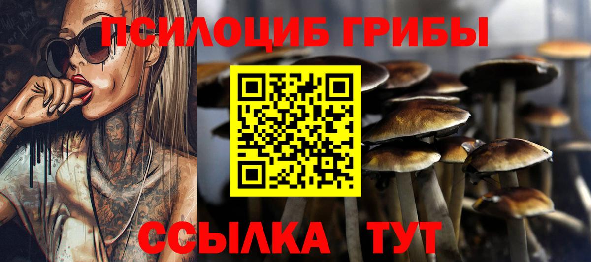 Псилоцибиновые грибы Psilocybine cubensis Боровичи