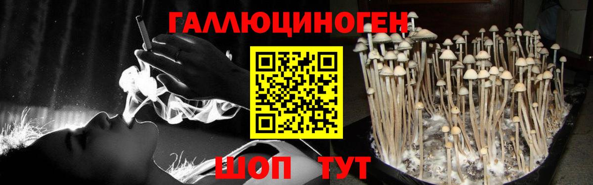 Галлюциногенные грибы Cubensis  Боровичи  Галлюциногенные грибы Psilocybine cubensis 